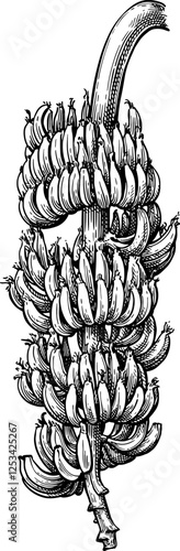 Bunch of bananas ink sketch.
