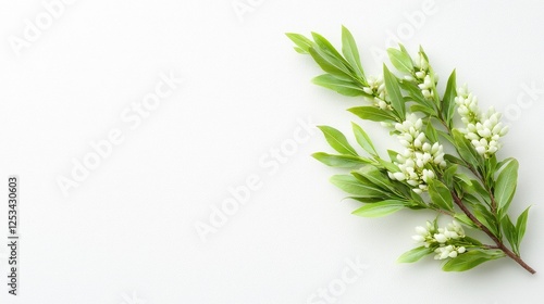 Spring blossoms, white background, floral arrangement, greeting card design