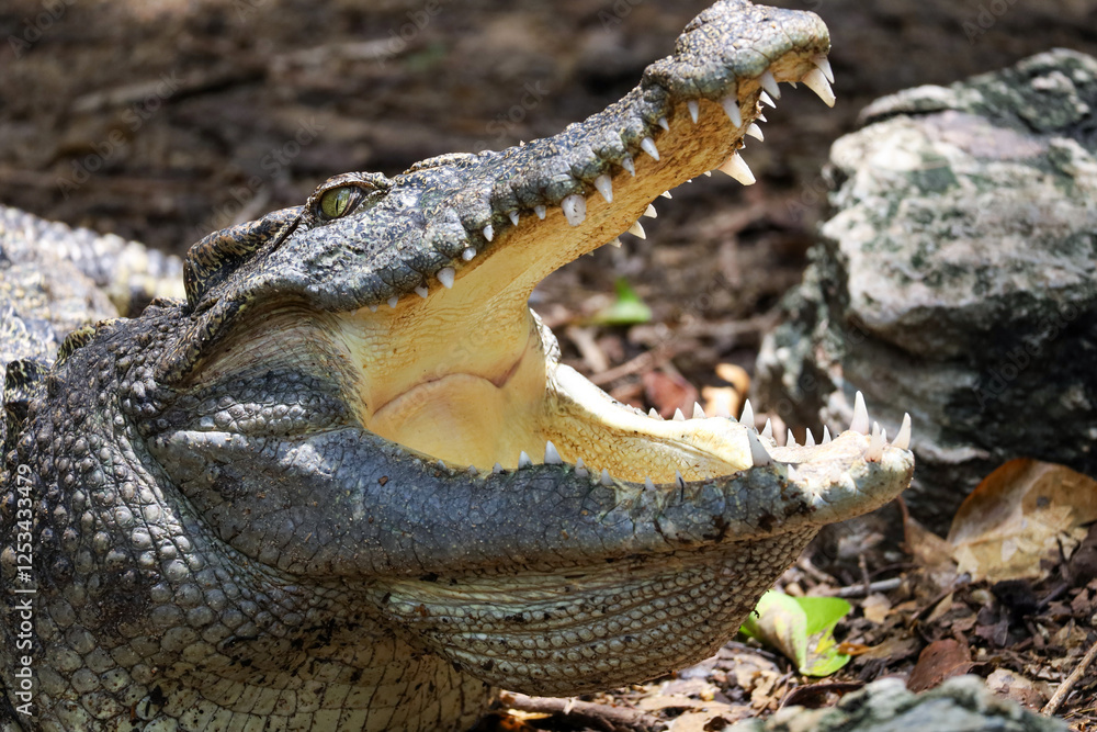Obraz premium Close up crocodile is action show head