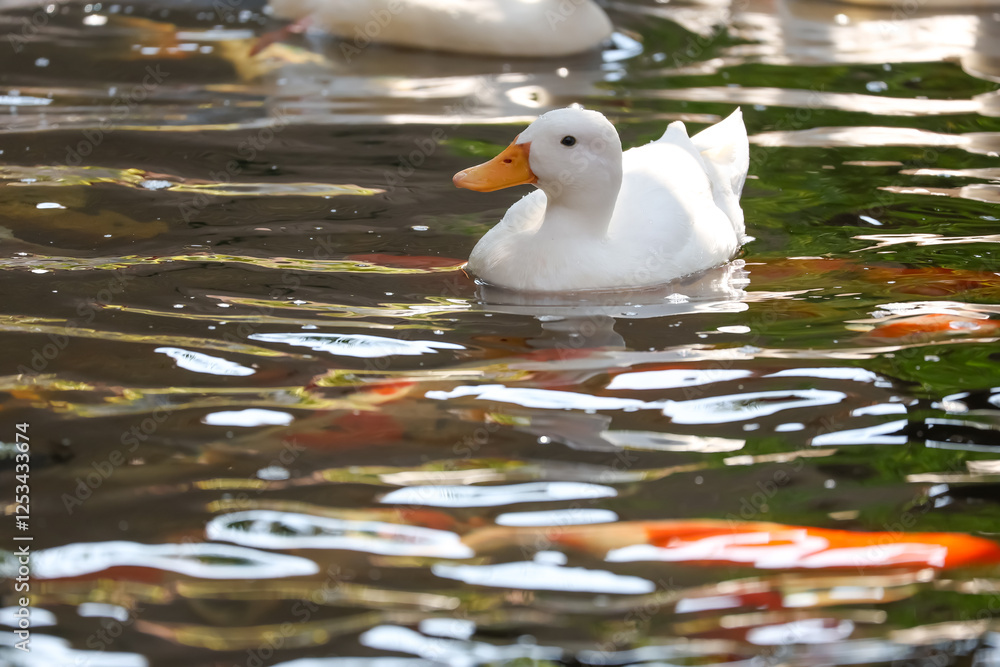 The white Duck is stay in nature garden The white Duck is stay in nature garden