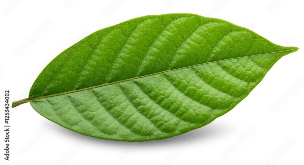 Obraz premium Single Fresh Green Leaf Isolated on White Background Close Up