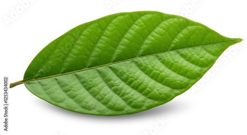 Single Fresh Green Leaf Isolated on White Background Close Up