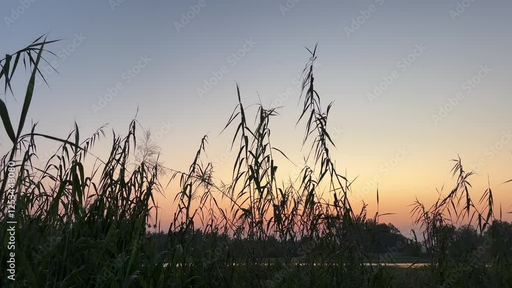 The grass catches the golden glow of the setting sun, each blade shimmering in the fading light. The grass catches the golden glow of the setting sun, each blade shimmering in the fading light.