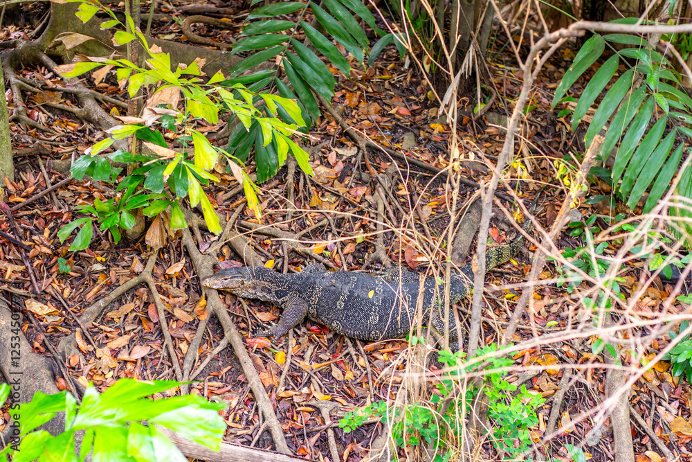 Monitor lizard in the thickets of tropical trees. Animal world of Asia. Monitor lizard in the thickets of tropical trees. Animal world of Asia.