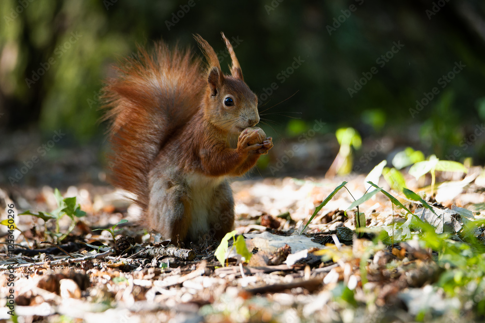 The Eurasian red squirrel (Sciurus vulgaris) in its natural habitat in the forest. The Eurasian red squirrel (Sciurus vulgaris) in its natural habitat in the forest.