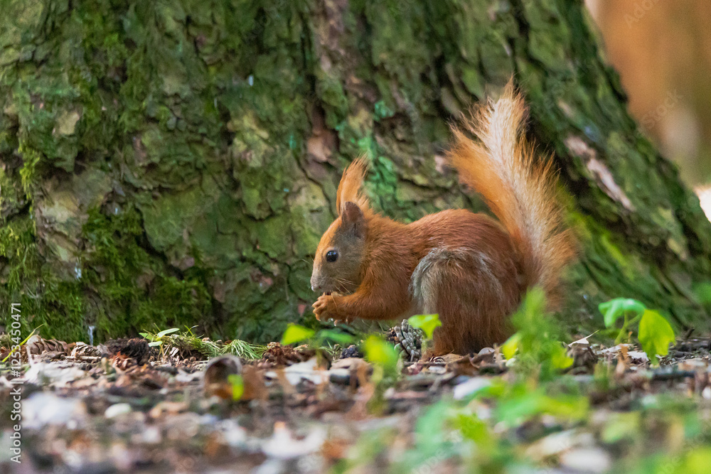 The Eurasian red squirrel (Sciurus vulgaris) in its natural habitat in the forest. The Eurasian red squirrel (Sciurus vulgaris) in its natural habitat in the forest.
