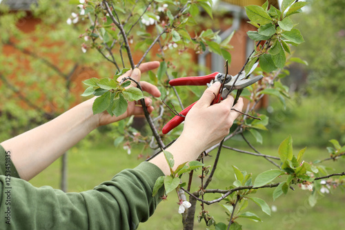 pruning dry cherry branches with hand pruning shears close-up. fruit tree care in the garden
