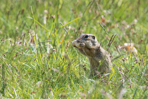 The ground squirrel is a European representative of the ground squirrel. Groundhog eating hazelnuts and posing. Syslí louka near Mladá Boleslav. photo