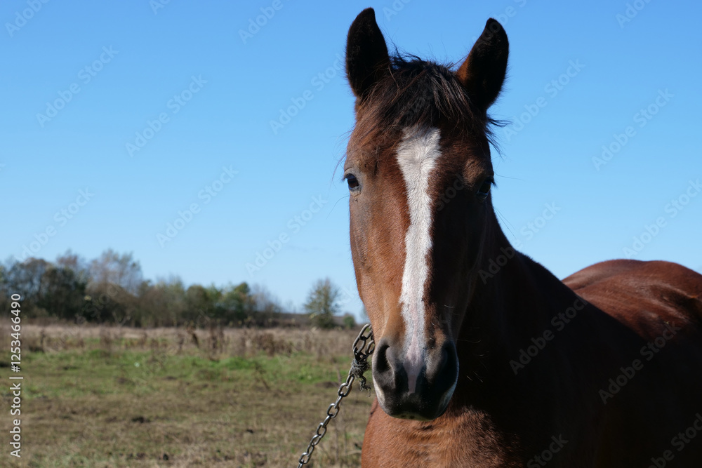 Fototapeta premium Horses graze in the field. Agriculture. Caring for horses.