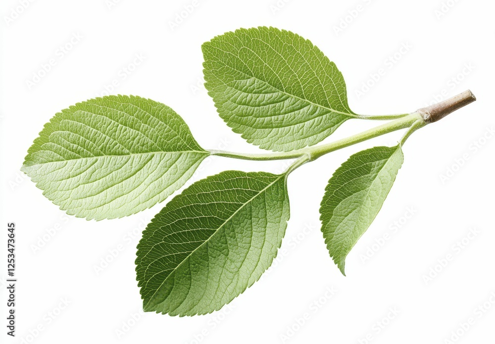 Green Leaves Branch Isolated On White Green Leaves Branch Isolated On White