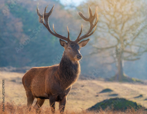 Portrait of majestic red deer stag
