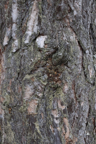 Natural structure of pine bark in the wild.