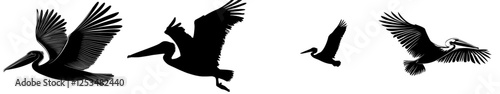 pelican silhouette in flight isolated on a white background