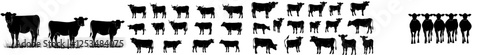Cow silhouettes in various poses, perfect for farm, dairy, and beef ads as well as educational graphics