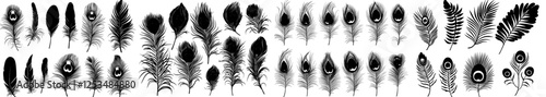 Modern illustration of a black peacock feather silhouette