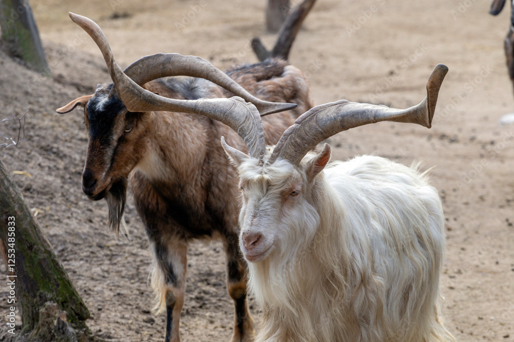 Two goats walking through a natural area with soft dirt and sparse vegetation during daylight hours Two goats walking through a natural area with soft dirt and sparse vegetation during daylight hours