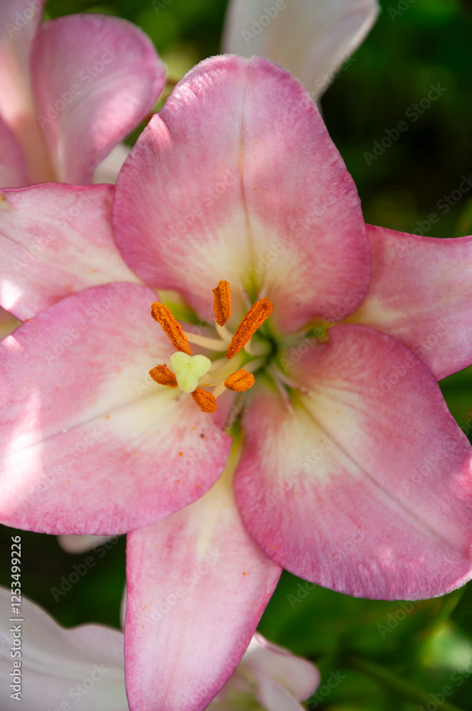 Large beautiful flowers of Lilium Large beautiful flowers of Lilium