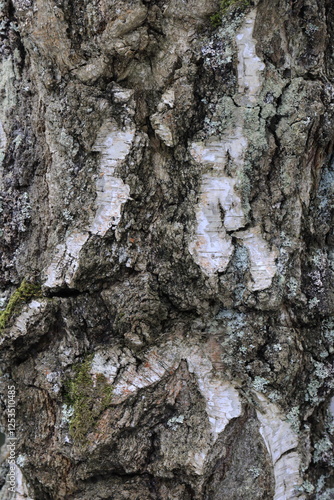 Natural texture of birch bark in the wild.