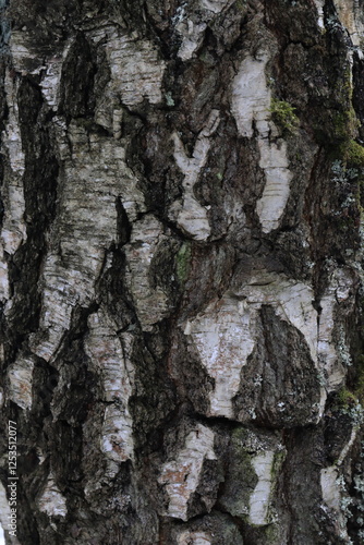 Natural structure of birch bark in the wild.