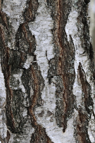 Natural texture of birch bark in the wild.