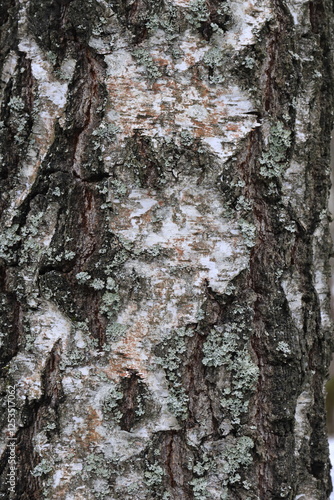 Natural texture of birch bark in the wild.