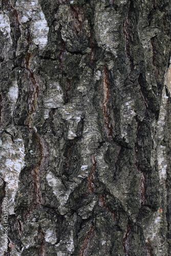 Natural structure of birch bark in the wild.
