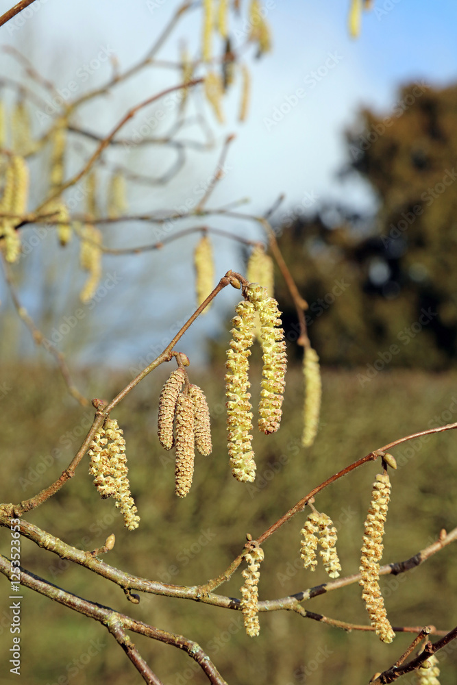 Macro image of Hazel Catkins, Derbyshire England
Macro image of Hazel Catkins, Derbyshire England