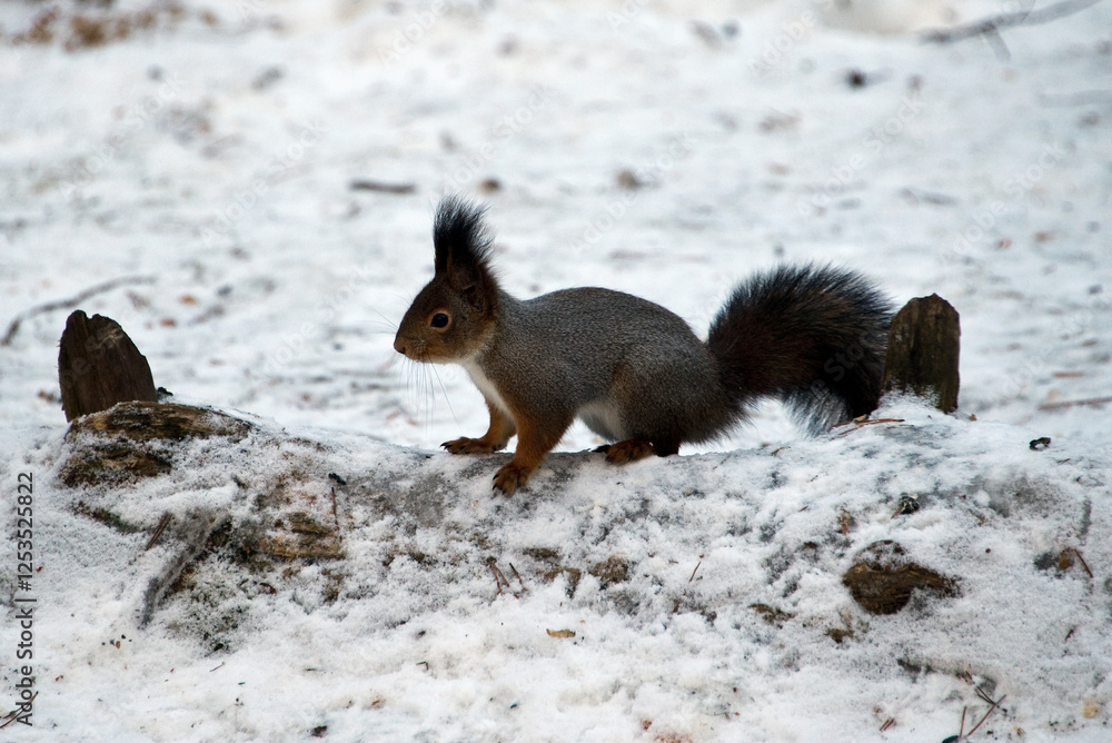 Fototapeta premium A small fluffy squirrel in the snow looking for food.