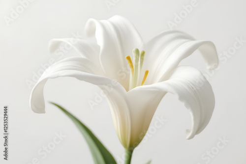 Elegant Easter lily blossom with gently curved petals and prominent yellow stamen presented on a soft white background conveying spring renewal