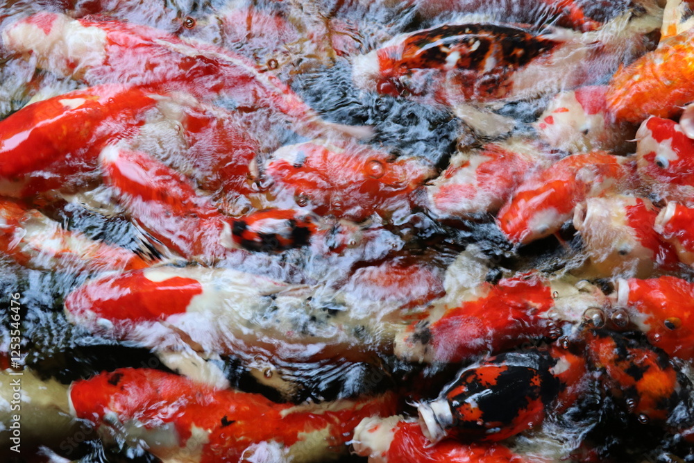 The koi in the large pond have beautiful colors. The koi in the large pond have beautiful colors.