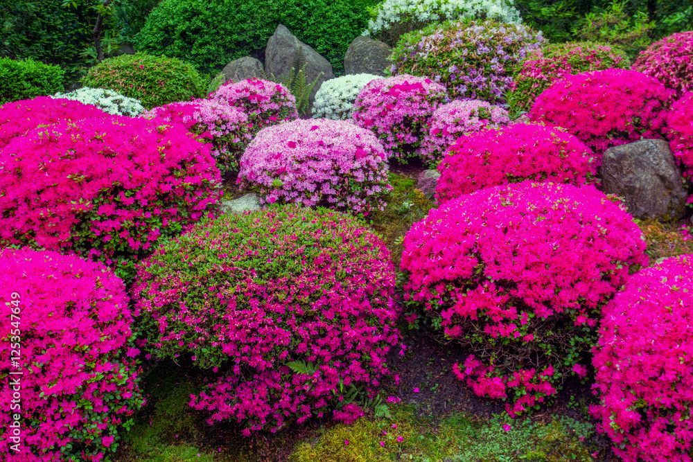 Idyllic view with balls of rhododendron bushes in bloom (pink, red,white colors) in Japanese garden Idyllic view with balls of rhododendron bushes in bloom (pink, red,white colors) in Japanese garden