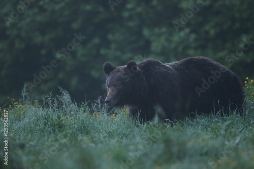 Fototapeta Naklejka Na Ścianę i Meble -  Niedźwiedź brunatny, (Ursus arctos), brown bear