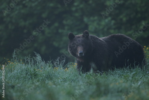 Fototapeta Naklejka Na Ścianę i Meble -  Niedźwiedź brunatny, (Ursus arctos), brown bear