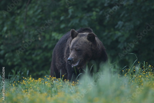 Fototapeta Naklejka Na Ścianę i Meble -  Niedźwiedź brunatny, (Ursus arctos), brown bear