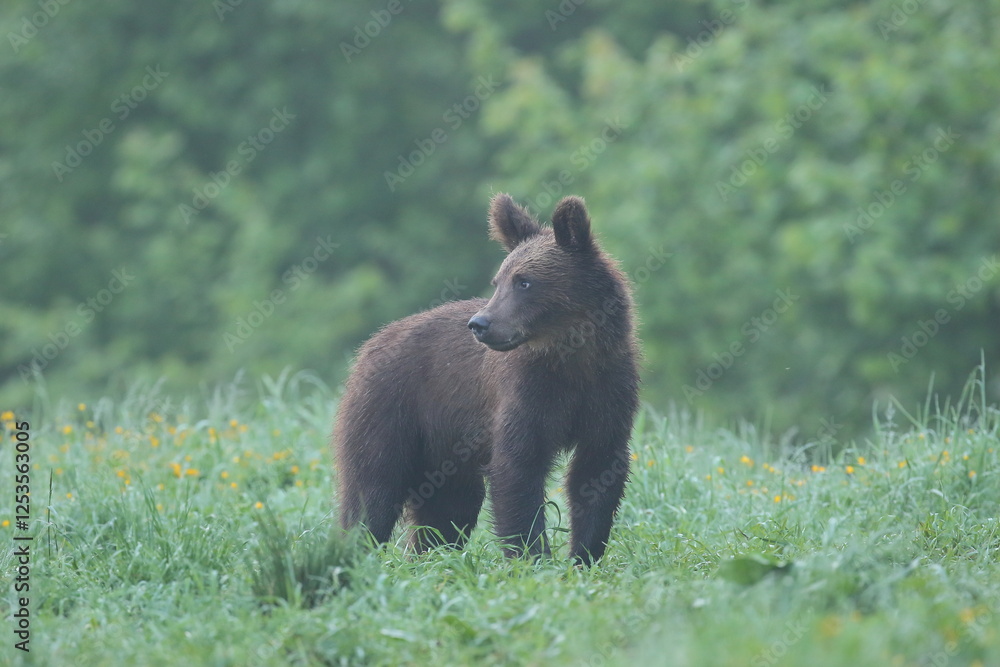 Niedźwiedź brunatny, (Ursus arctos), brown bear Niedźwiedź brunatny, (Ursus arctos), brown bear