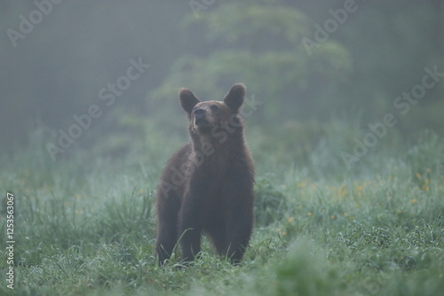 Fototapeta Naklejka Na Ścianę i Meble -  Niedźwiedź brunatny, (Ursus arctos), brown bear