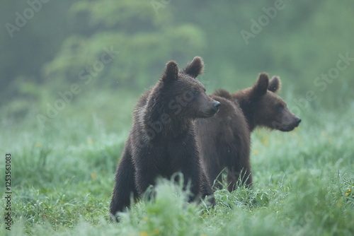 Fototapeta Naklejka Na Ścianę i Meble -  Niedźwiedź brunatny, (Ursus arctos), brown bear