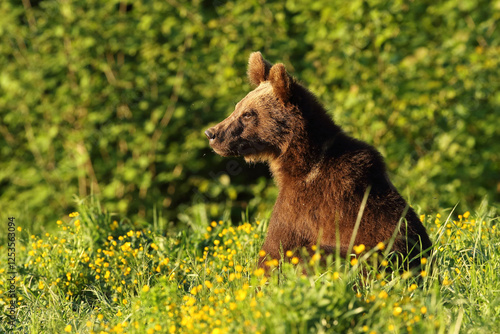 Fototapeta Naklejka Na Ścianę i Meble -  Niedźwiedź brunatny, (Ursus arctos), brown bear