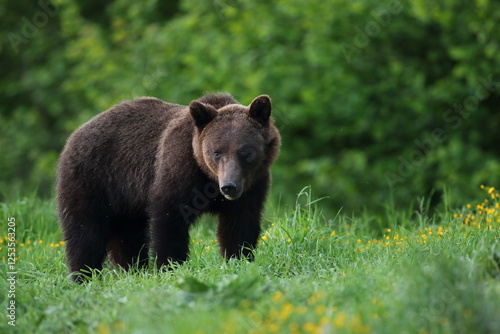 Fototapeta Naklejka Na Ścianę i Meble -  Niedźwiedź brunatny, (Ursus arctos), brown bear