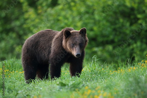 Fototapeta Naklejka Na Ścianę i Meble -  Niedźwiedź brunatny, (Ursus arctos), brown bear