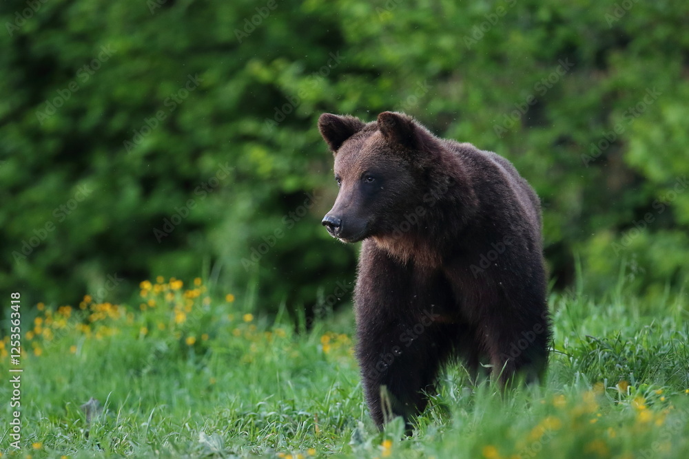 Niedźwiedź brunatny, (Ursus arctos), brown bear Niedźwiedź brunatny, (Ursus arctos), brown bear