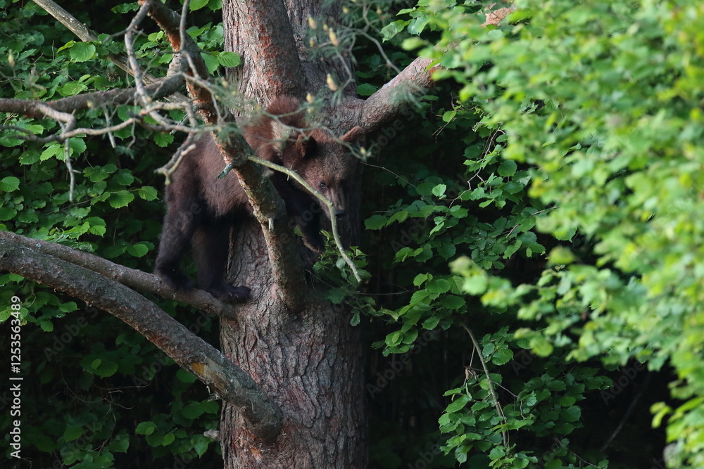 Obraz premium Niedźwiedź brunatny, (Ursus arctos), brown bear