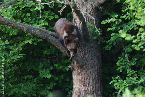 Fototapeta Naklejka Na Ścianę i Meble -  Niedźwiedź brunatny, (Ursus arctos), brown bear