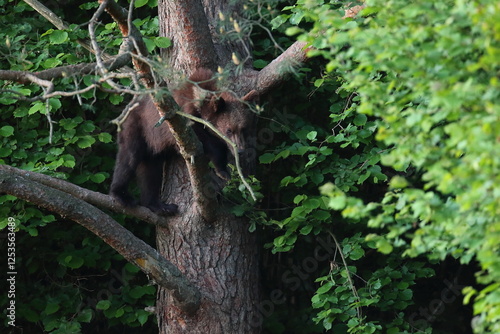 Fototapeta Naklejka Na Ścianę i Meble -  Niedźwiedź brunatny, (Ursus arctos), brown bear