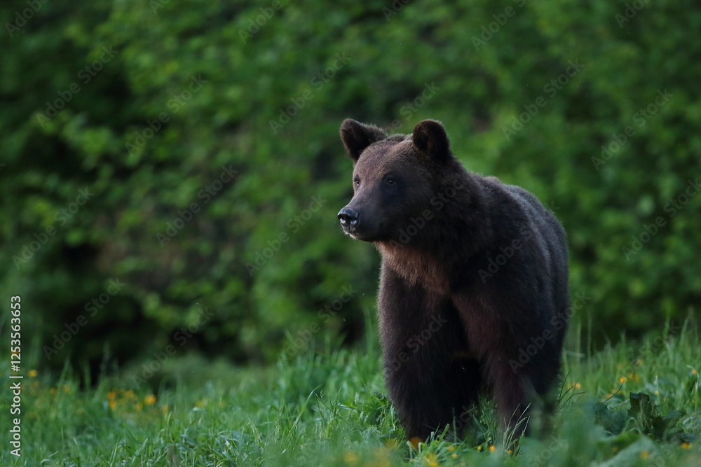 Fototapeta premium Niedźwiedź brunatny, (Ursus arctos), brown bear