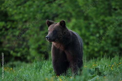 Fototapeta Naklejka Na Ścianę i Meble -  Niedźwiedź brunatny, (Ursus arctos), brown bear