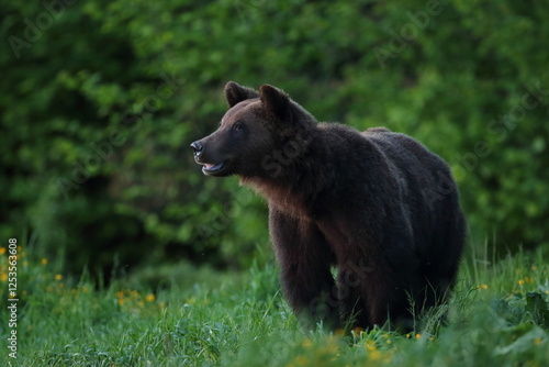 Fototapeta Naklejka Na Ścianę i Meble -  Niedźwiedź brunatny, (Ursus arctos), brown bear