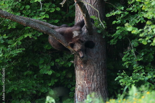 Fototapeta Naklejka Na Ścianę i Meble -  Niedźwiedź brunatny, (Ursus arctos), brown bear