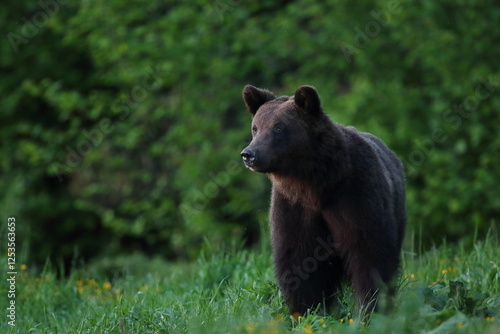 Fototapeta Naklejka Na Ścianę i Meble -  Niedźwiedź brunatny, (Ursus arctos), brown bear