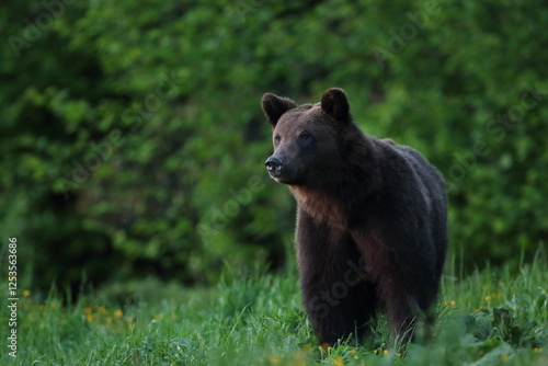 Fototapeta Naklejka Na Ścianę i Meble -  Niedźwiedź brunatny, (Ursus arctos), brown bear